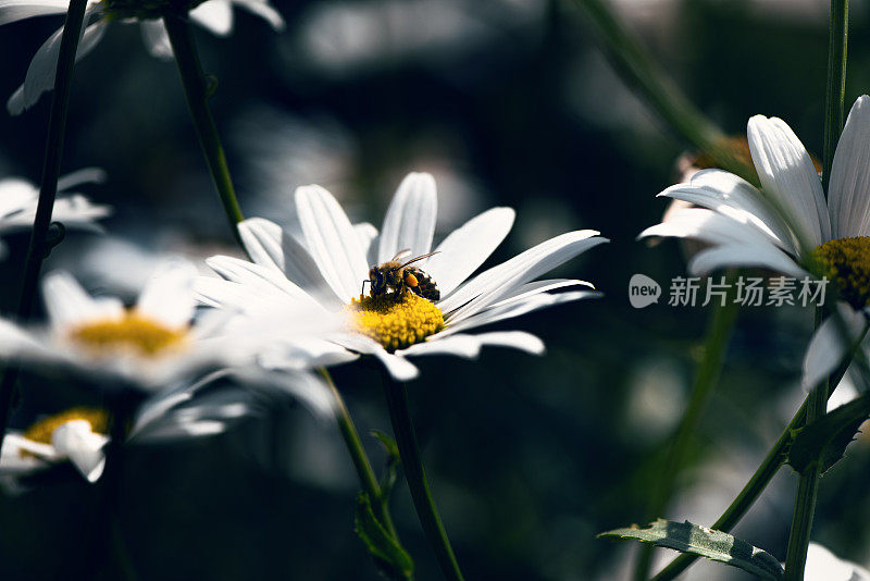 蜜蜂采集雏菊的花粉