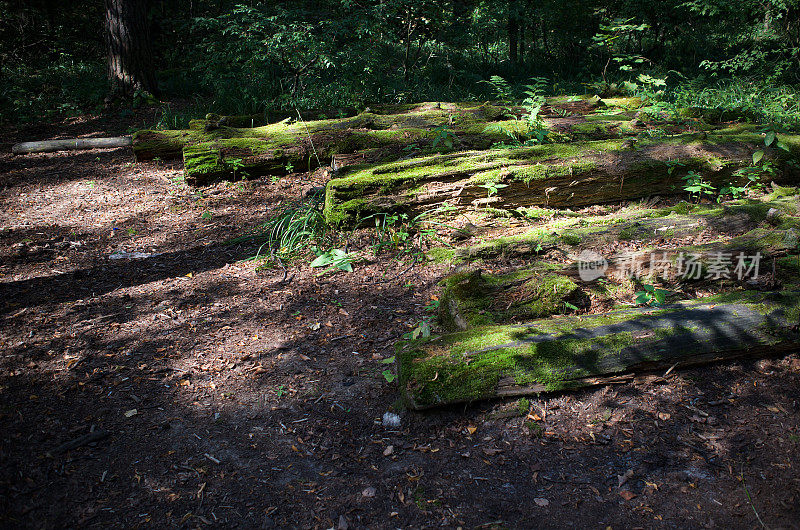 森林地面和被阳光照射的长满苔藓的原木