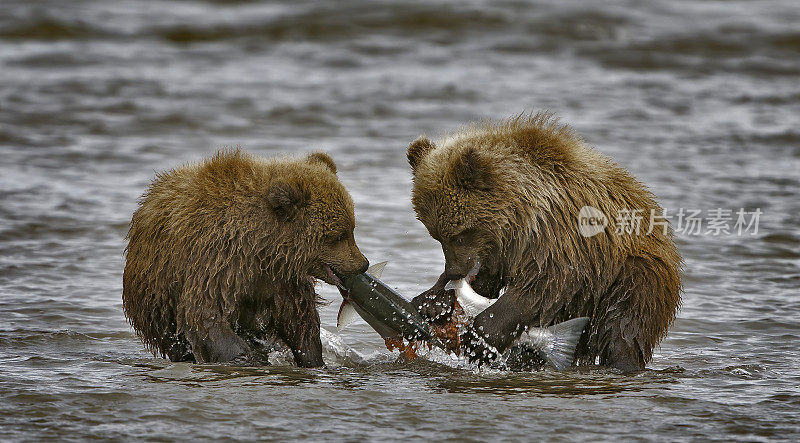 阿拉斯加克拉克湖国家公园，银鲑鱼溪，棕熊幼崽。两只幼崽在争夺妈妈抓到的鲑鱼。