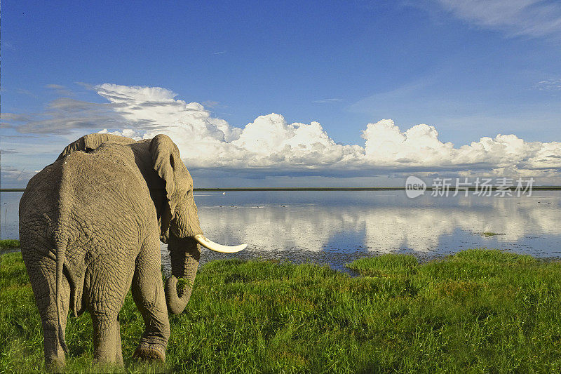 肯尼亚察沃东部和察沃西部国家公园的大象