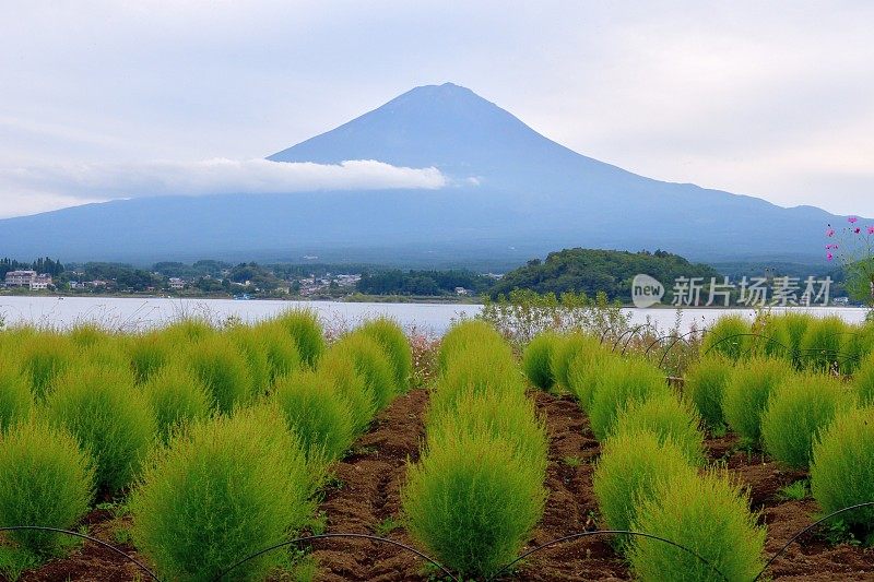 富士山前面有花