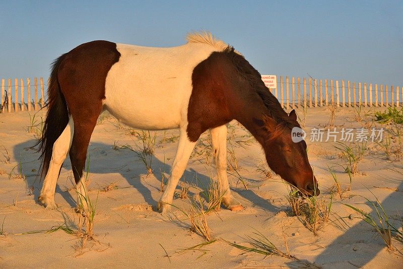 在沙丘上吃草的矮种马