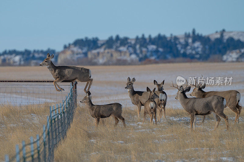 雪中，雄鹿、母鹿和小鹿站在篱笆旁