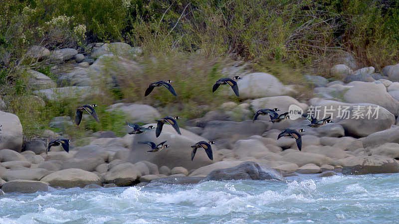 一群眼镜鸭飞过智利的莫尔河