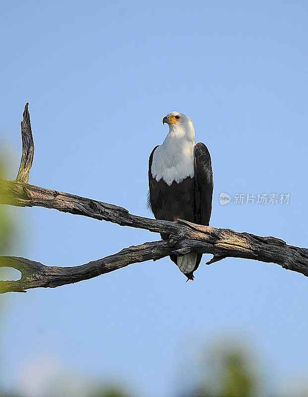 非洲Fish-Eagle