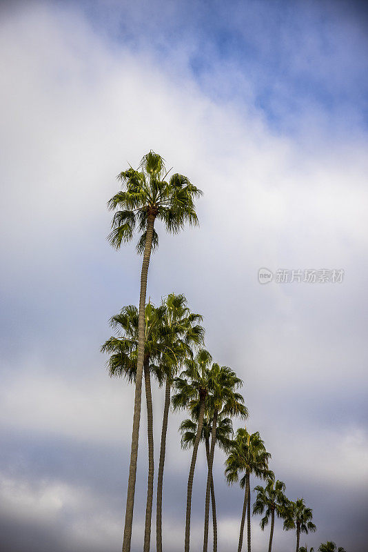 南加州棕榈树