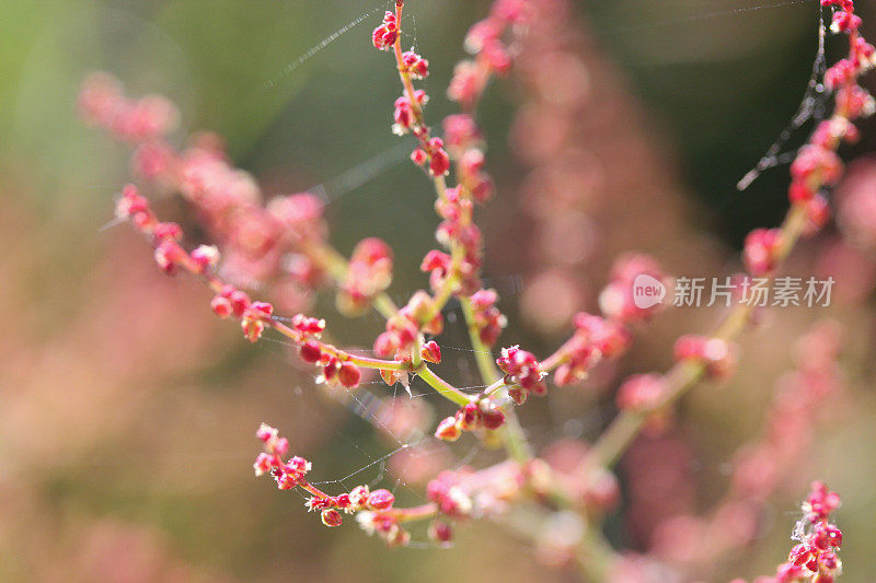 花中的羊酢浆草