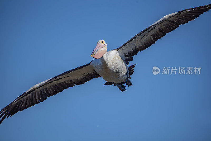 鹈鹕在飞行中