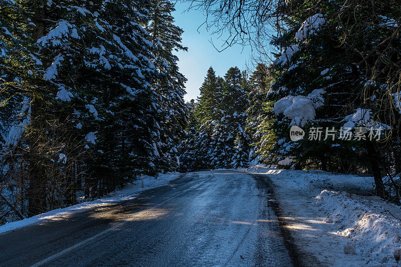 松树和柏油路