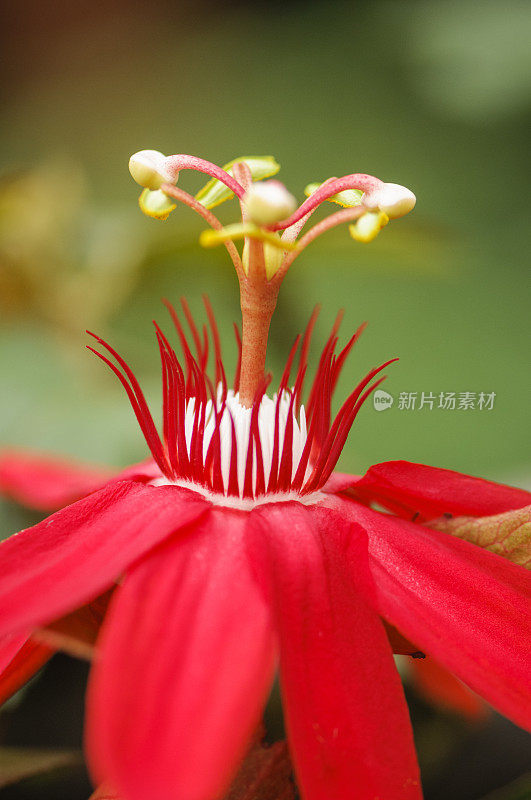 红百香果花