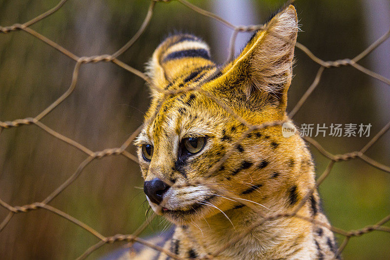 一只可爱的草原猫。参观内罗毕重要的无保护或受伤动物孤儿院。肯尼亚