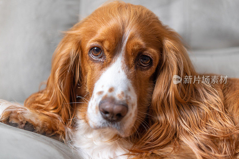 可爱的可卡犬在家里