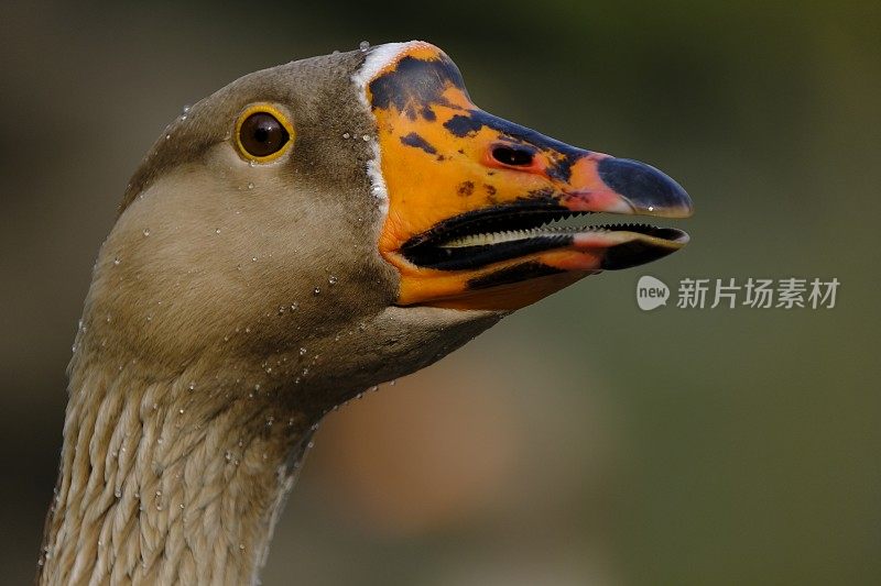 鸭子的肖像