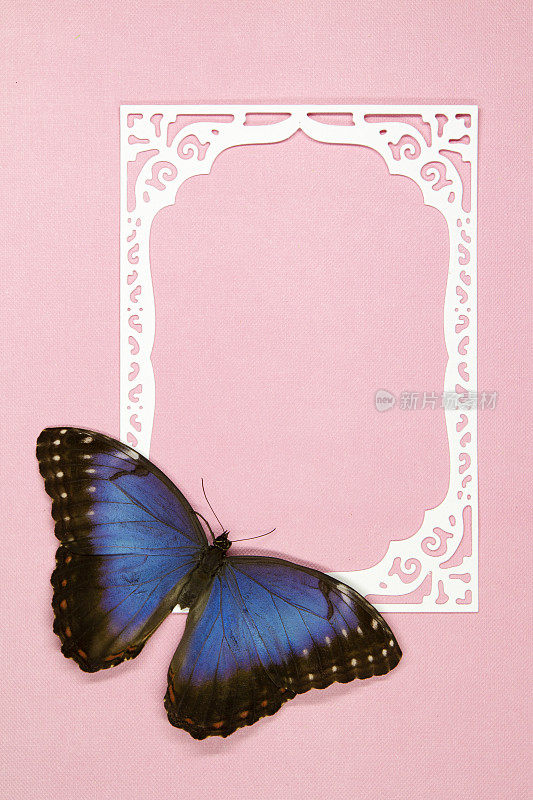 蓝色大闪蝶在纸框上，粉红色的背景