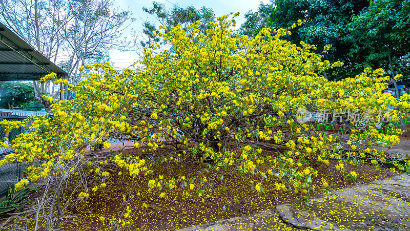 杏树花开花早阳光在农村。