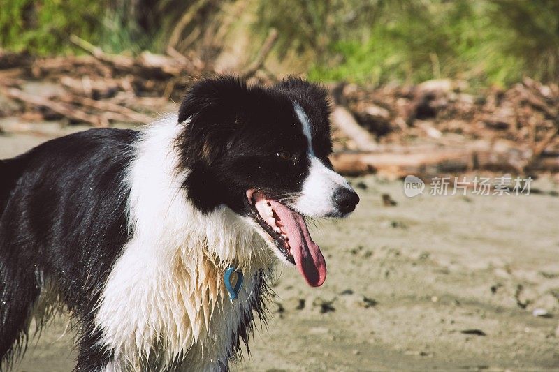 海滩上的柯利犬