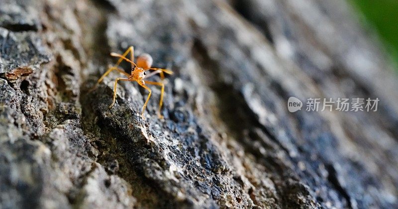 一只红蚂蚁在树上看着照相机