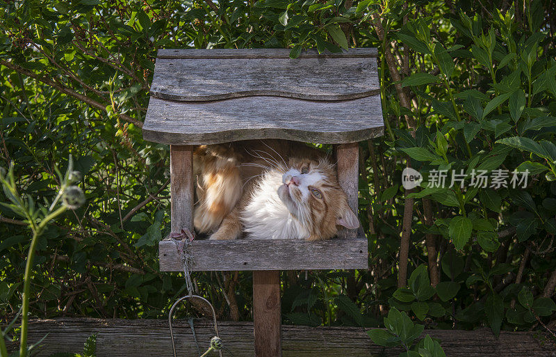 猫在鸟桌上