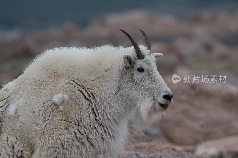 山羊在14280英尺高的山顶岩石斜坡上行走