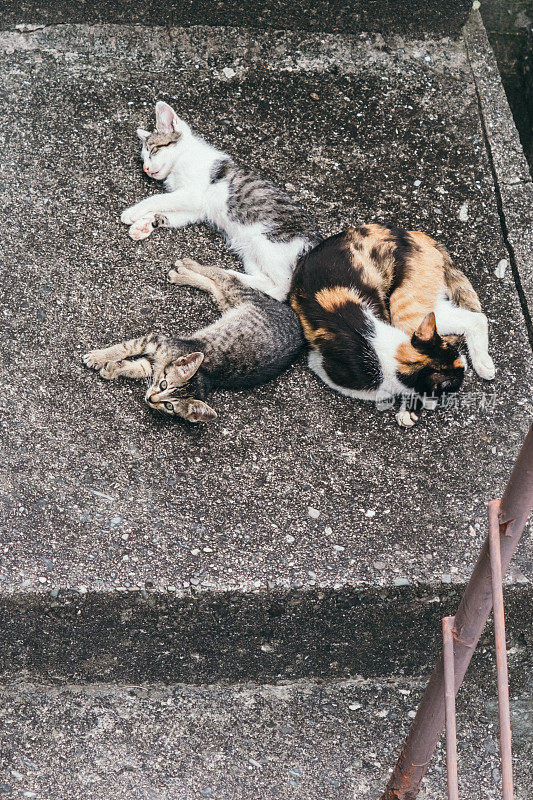 睡觉的白花猫和两只小猫