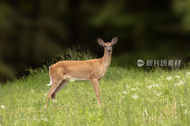 鹿(牝)站在草地上