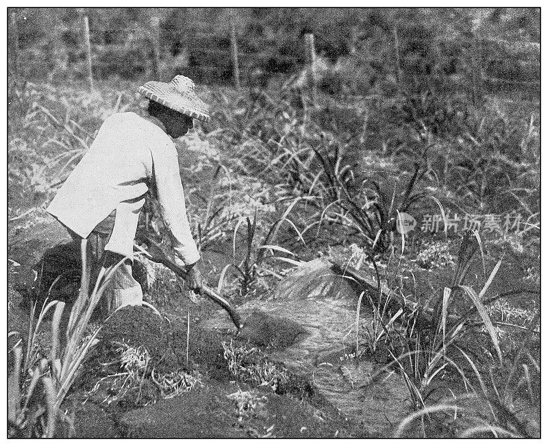 古董黑白照片:日本农民灌溉甘蔗田，夏威夷