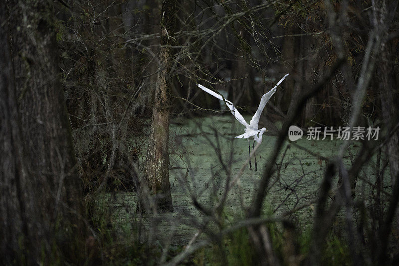 在路易斯安那州的沼泽湿地飞行的大白鹭