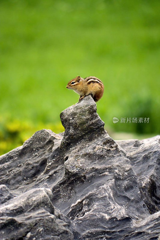 花栗鼠在岩石上的垂直照片