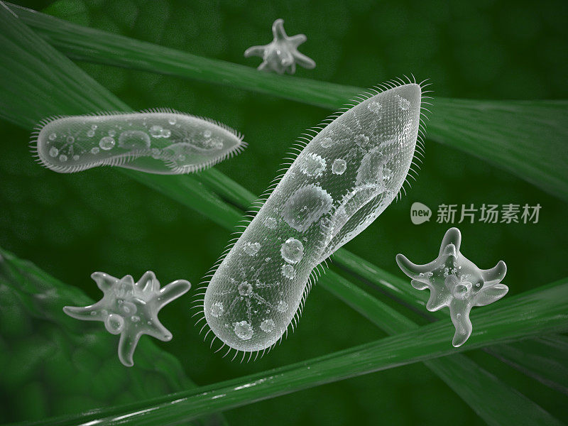 自然栖息地中的单细胞微生物