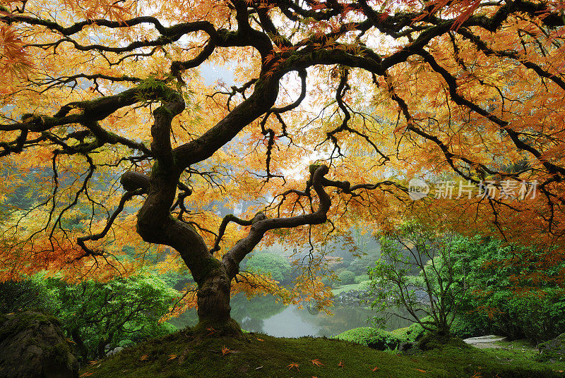 令人惊叹的秋天的枫树在山上的绿色森林由水