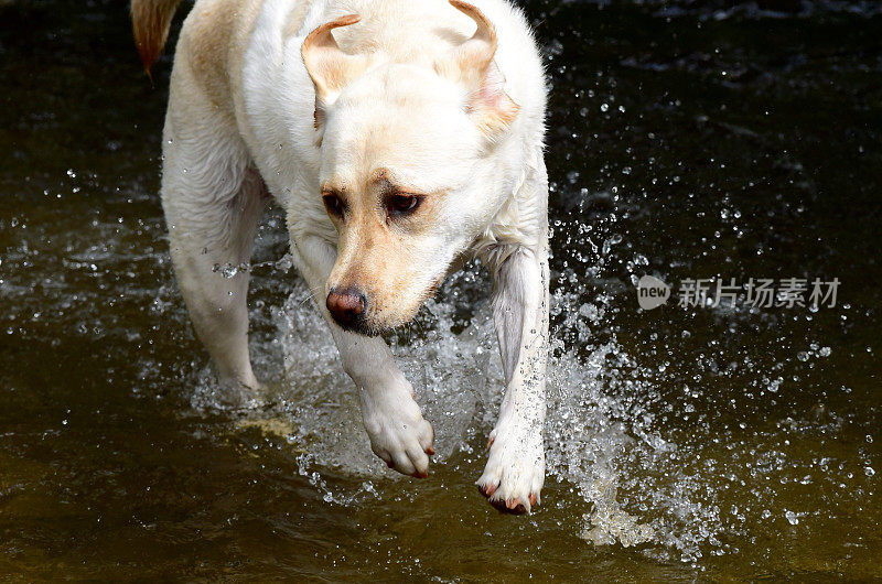 拉布拉多寻回犬