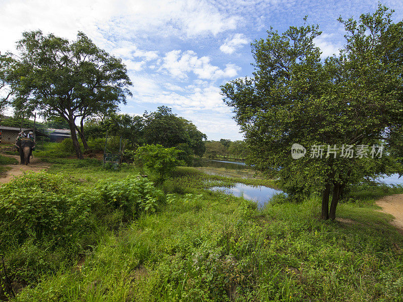 大象骑在哈巴拉纳附近