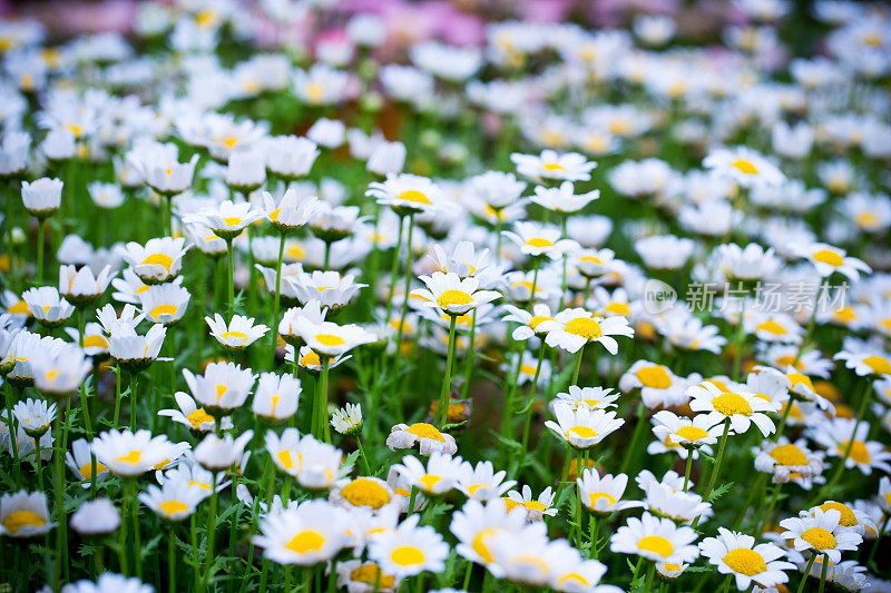 Oxeye雏菊的春天背景