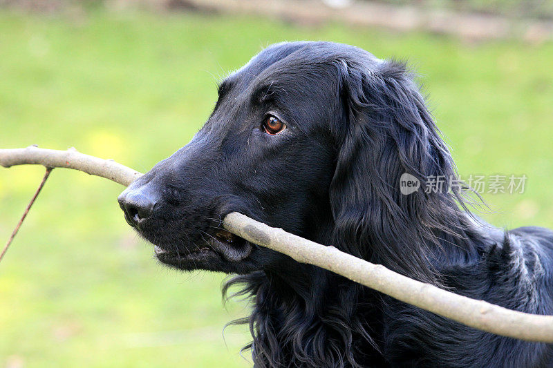 黑色扁毛寻回犬，嘴外插棍子