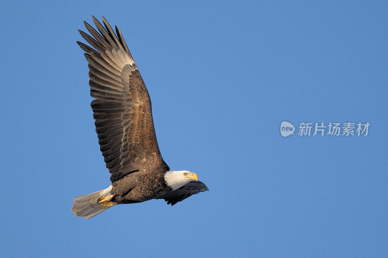 白头海雕