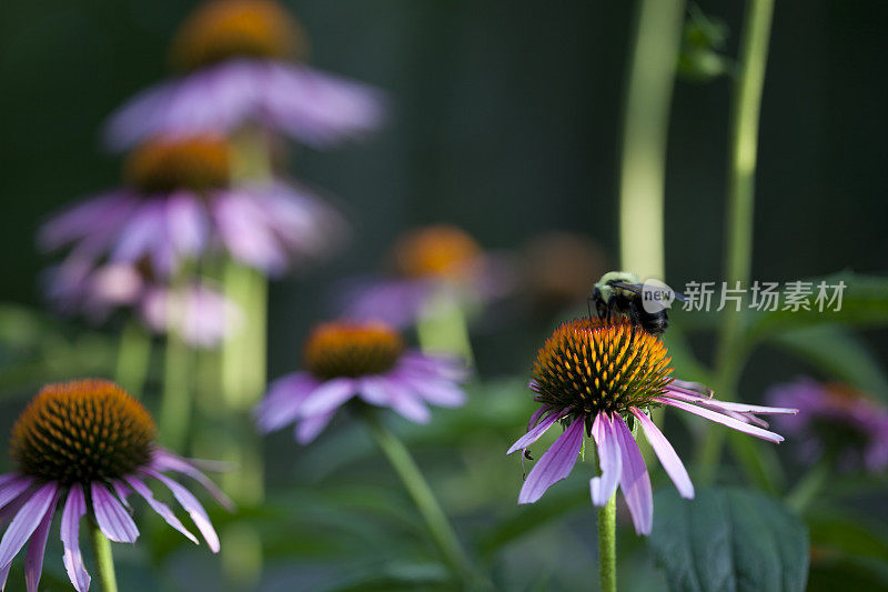 松果菊和蜜蜂