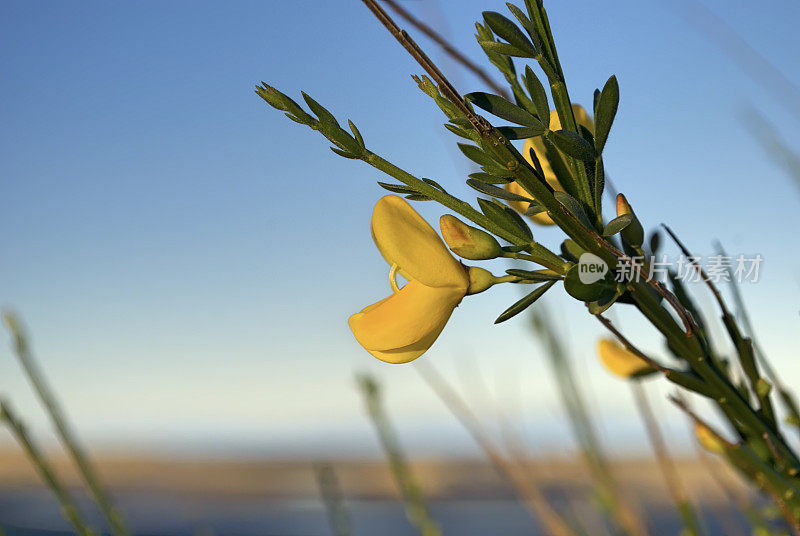 金雀花(金雀花)花