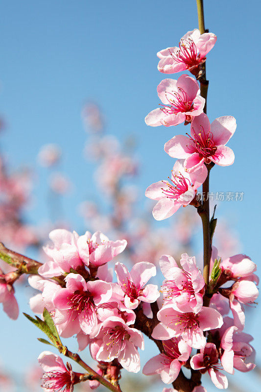 桃花迎蓝天