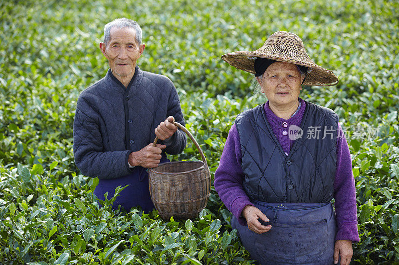 在茶园的资深亚洲农民的肖像