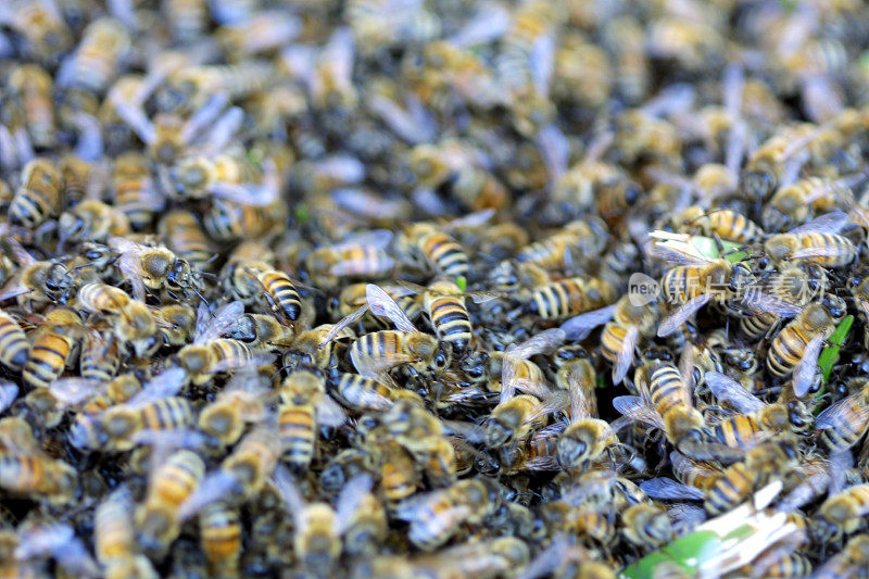 很多蜜蜂
