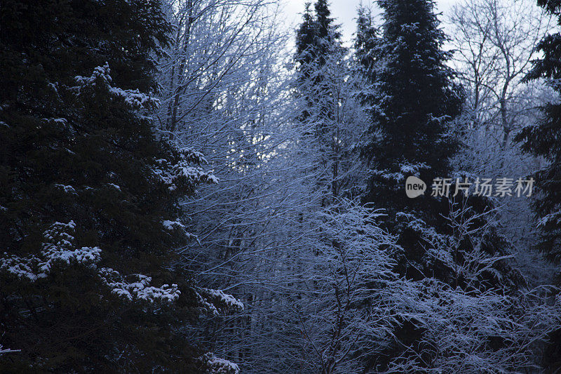 树木被冰雪覆盖