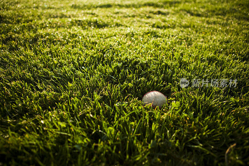 单棒球在露水草
