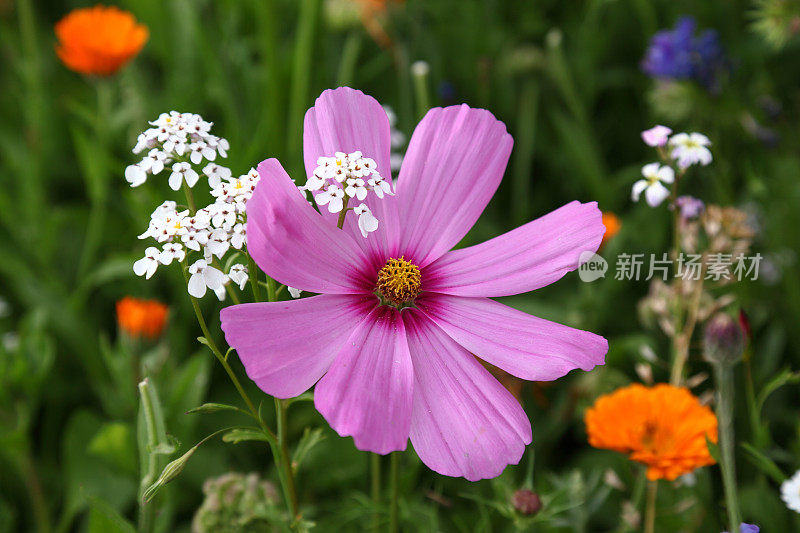 夏天的草地(cosmea)