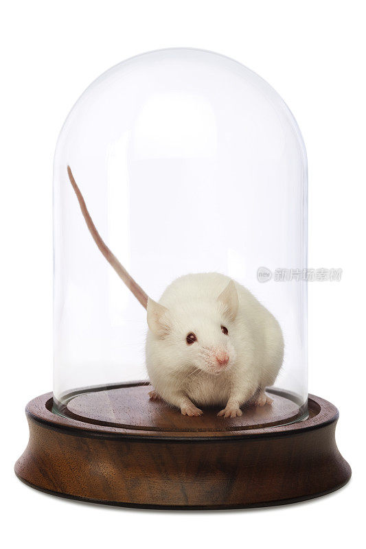 小世界;玻璃陈列柜下的小白鼠