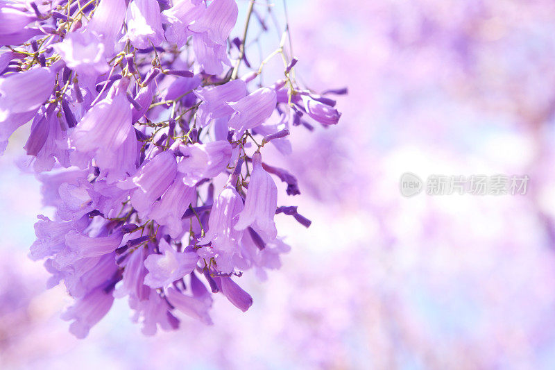 蓝花楹一种被称为蓝花楹的紫色花