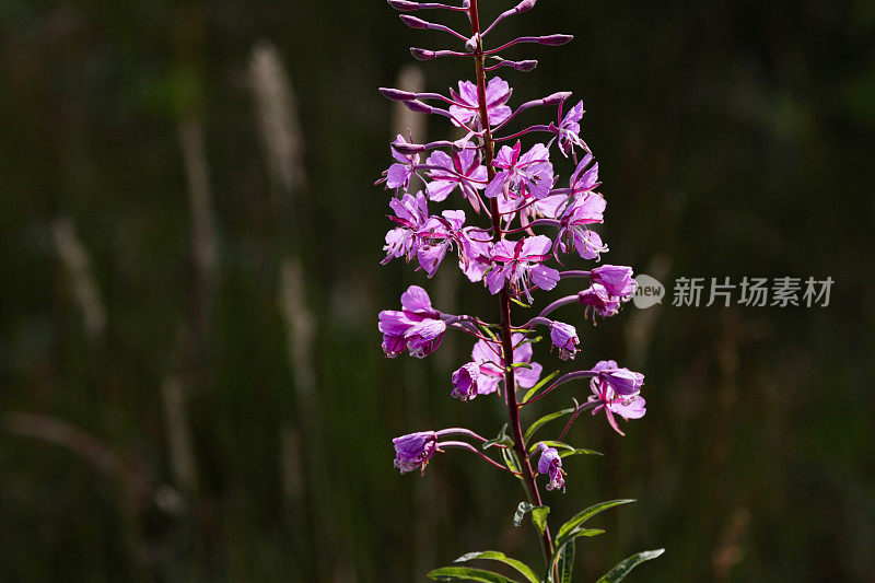 火草叶紫红色花背光