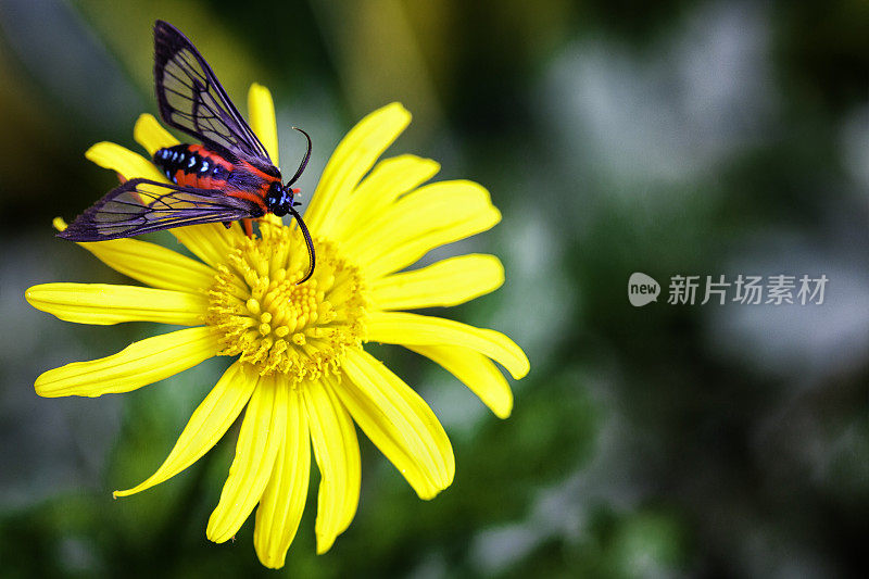 五彩斑斓的热带蝴蝶在黄花上