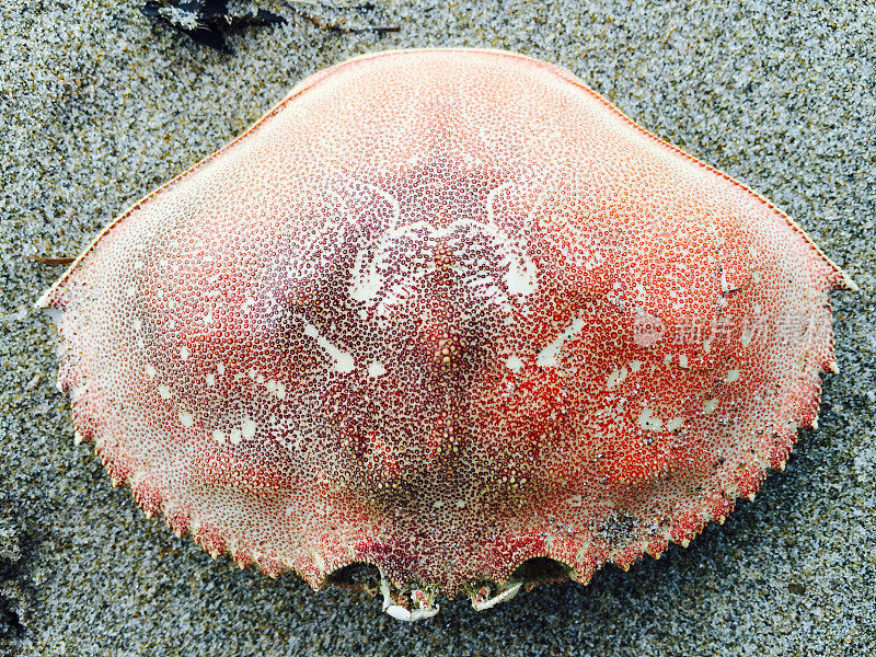 海滩上的蟹壳特写