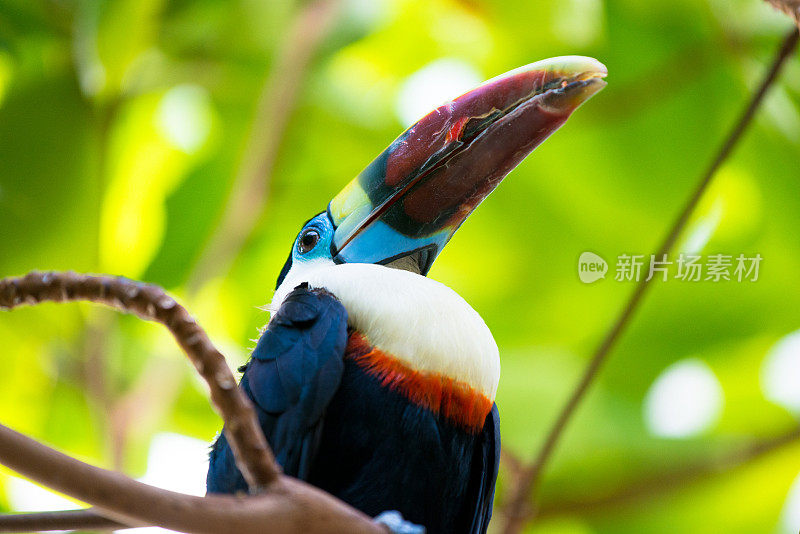 热带雨林里的巨嘴鸟