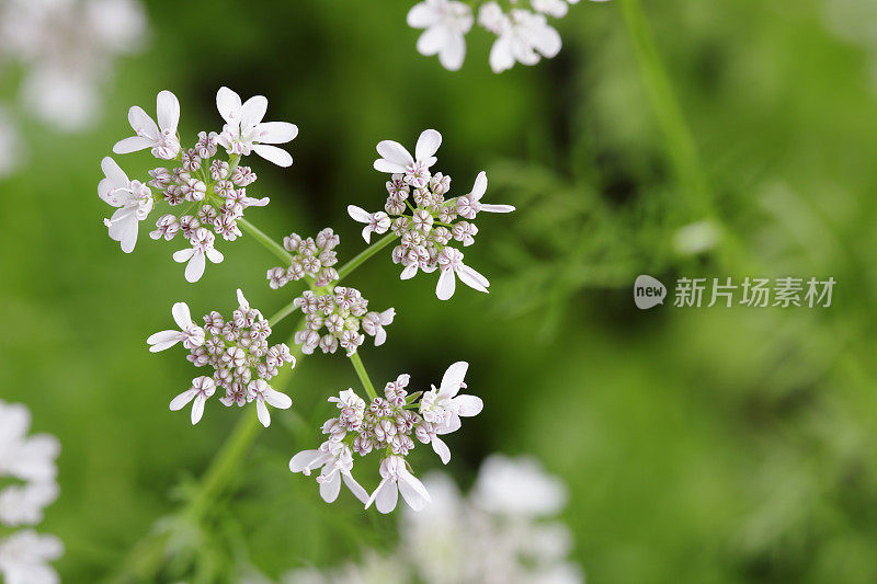 开花香菜，香菜，香菜